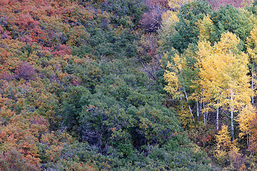 Image showing Autumn Hillside in Rainbow Color
