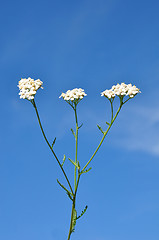 Image showing Yarrow (Achillea millefolium)