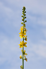 Image showing Common agrimony (Agrimonia eupatoria)