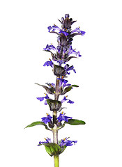 Image showing Blue bugle (Ajuga reptans)