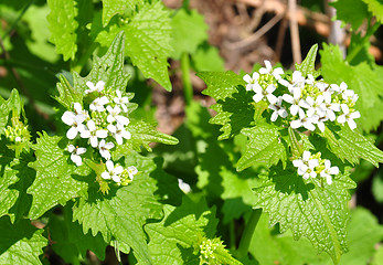 Image showing Garlic mustard (Alliaria petiolata)