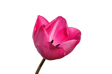 Image showing Purple tulip