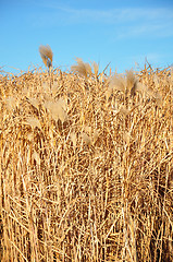 Image showing Giant grass (Miscanthus)