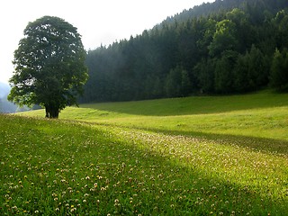 Image showing Solitary tree on alpine meadow