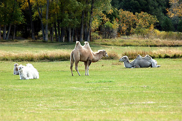 Image showing Alpine Camels