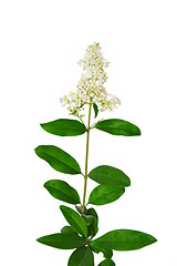 Image showing Wild privet (Ligustrum vulgare)