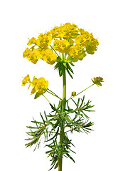 Image showing Cypress spurge (Euphorbia cyparissias)