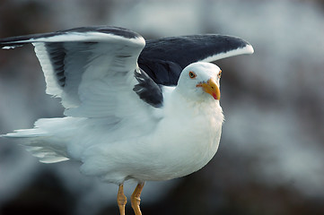 Image showing Posing Seagull