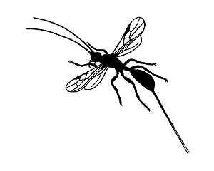 Image showing Braconid wasp