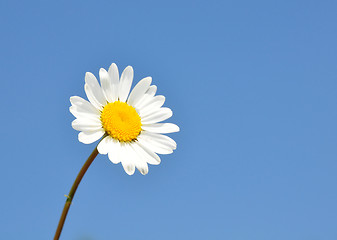 Image showing Oxeye daisy (Leucanthemum vulgare)