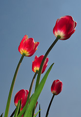 Image showing Red tulips