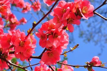 Image showing Chinese quince flowers (Chaenomeles speciosa)