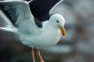 Image showing Jon C Gull