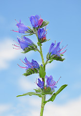 Image showing Viper's Bugloss (Echium vulgare)