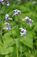 Image showing Perennial honesty (Lunaria rediviva)