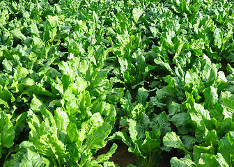 Image showing Field with sugar beet