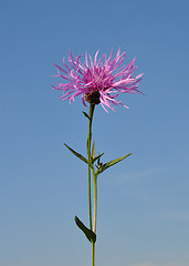 Image showing Brown knapweed (Centaurea jacea)