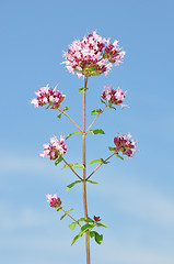 Image showing Oregano (Origanum vulgare)