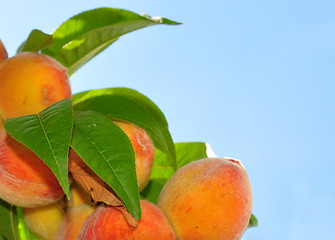 Image showing Peaches on tree