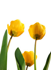 Image showing Yellow tulips