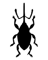 Image showing Weevil (Curculio nucum)