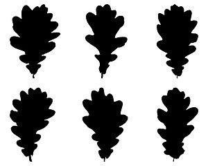 Image showing Oak leaves