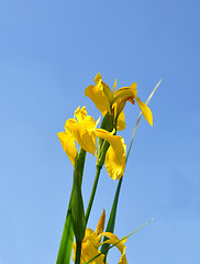 Image showing Yellow iris (Iris pseudacorus)