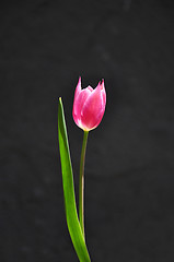 Image showing Purple tulip