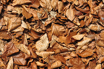 Image showing Background of beech leaves