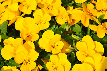 Image showing Yellow pansies