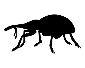 Image showing Weevil (Curculionidae)