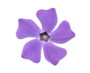 Image showing Periwinkle (Vinca)