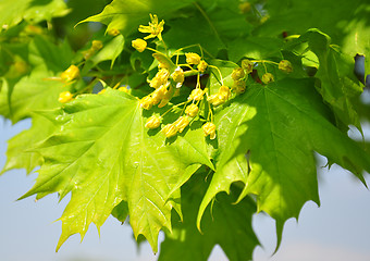 Image showing Maple flowers (Acer)