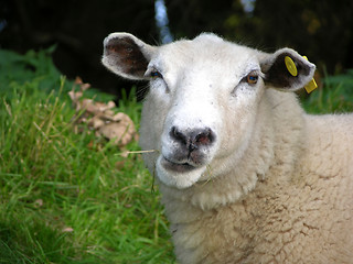 Image showing Funny sheep