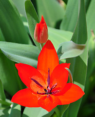 Image showing Tulip