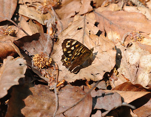 Image showing Speckled wood (Pararge aegeria) 