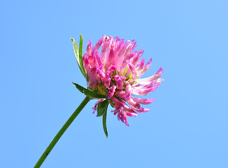 Image showing Red clover (Trifolium pratense)