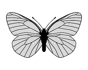 Image showing White butterfly