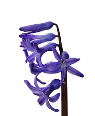 Image showing Garden hyacinth