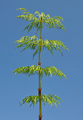 Image showing Wood horsetail (Equisetum sylvaticum)