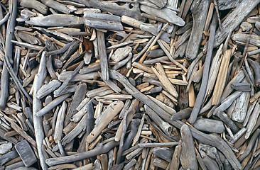 Image showing Bleached driftwood on beach