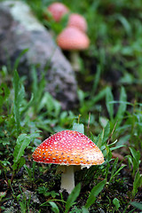 Image showing Santa Claus Mushroom