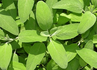 Image showing Sage leaves