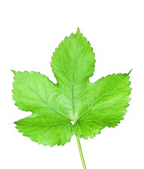Image showing Isolated hop leaf
