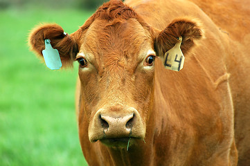 Image showing brown cow
