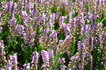 Image showing Heather (Calluna vulgaris)