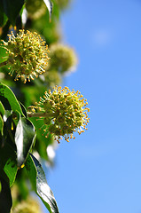 Image showing Flowering ivy (Hedera helix)