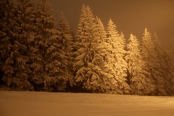 Image showing snow trees at night