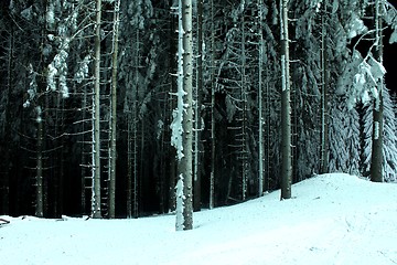 Image showing snow trees at night