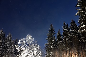 Image showing snow trees at night